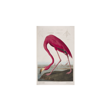First Edition of The Birds of America, American Flamingo by Jhon James Audubon –  A3 print 