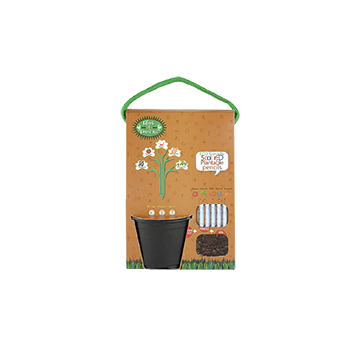 Plant a pencil Kit